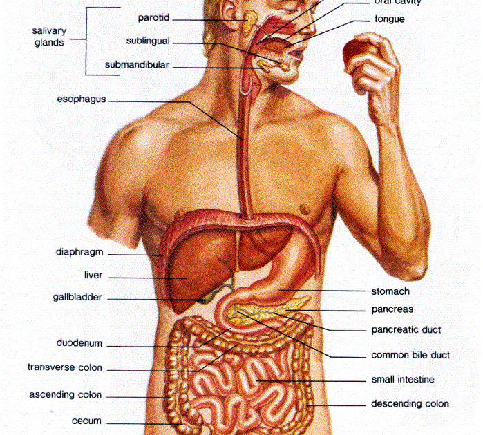 High Quality Human Body Parts And Functions In Tamil Pdf Free