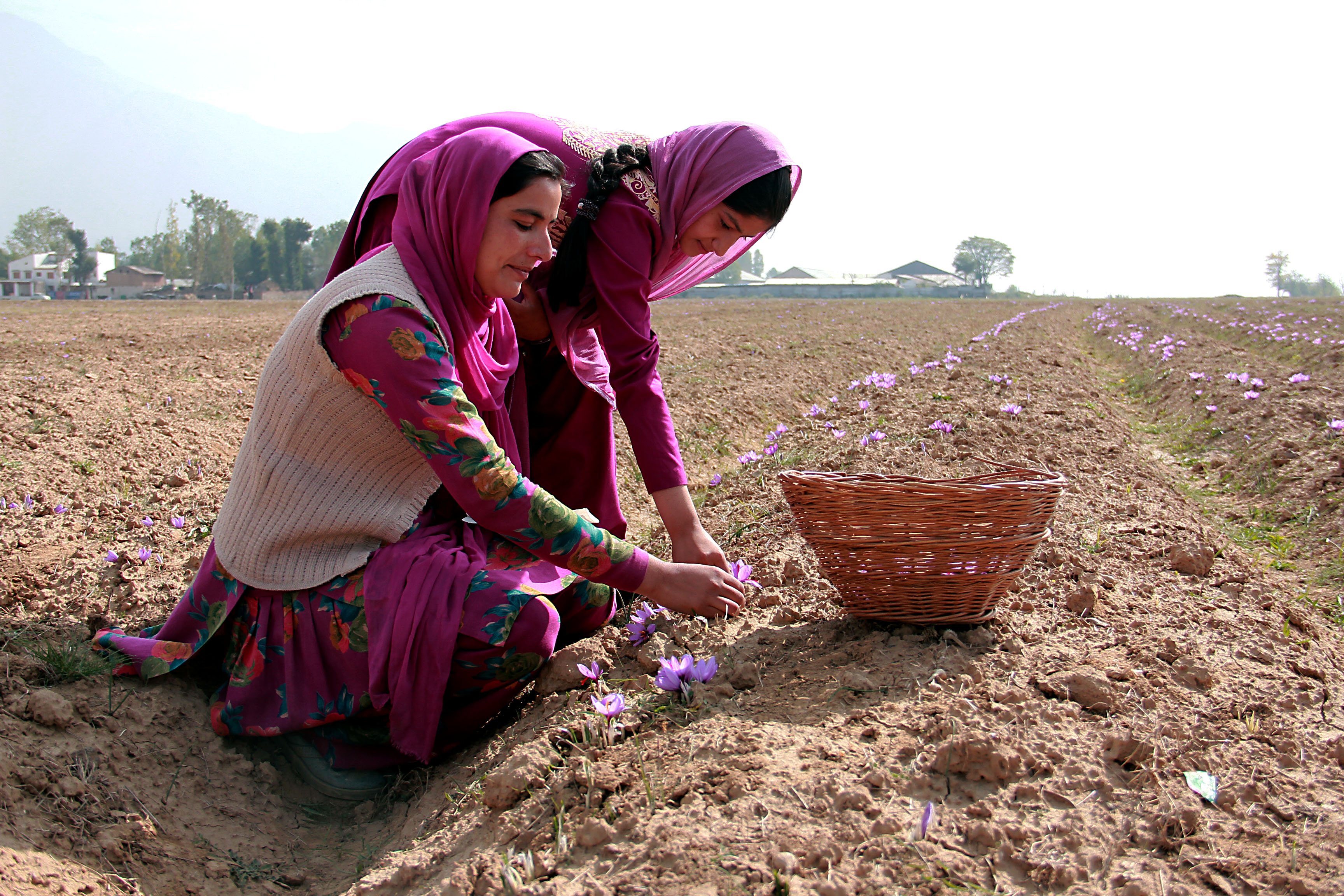 The Magical Saffron Harvest Of Kashmir - Food Republic