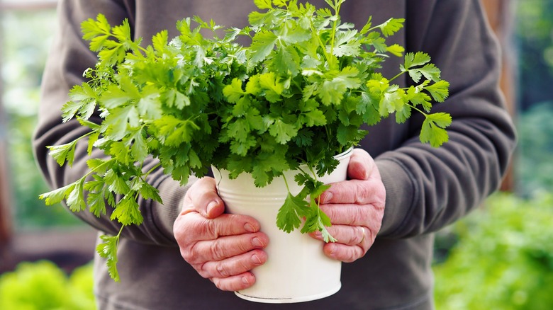 woman holding cilantro plant