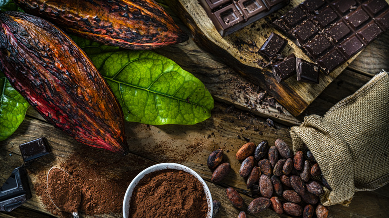 Cocoa pods and beans with chocolate bar