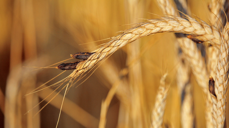 Ergot growths on rye stalk