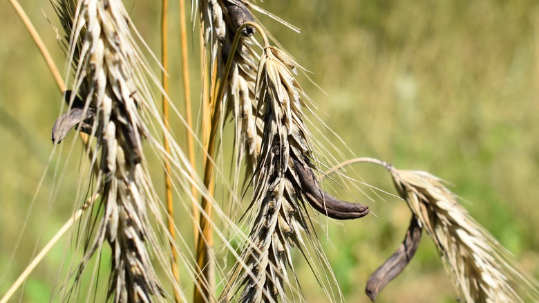 Ergot growths on pale rye stalks