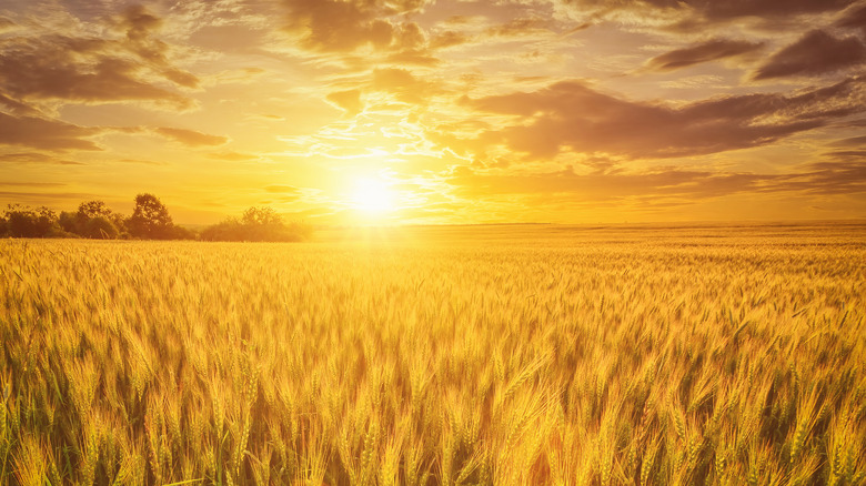 Sun setting on a field of rye