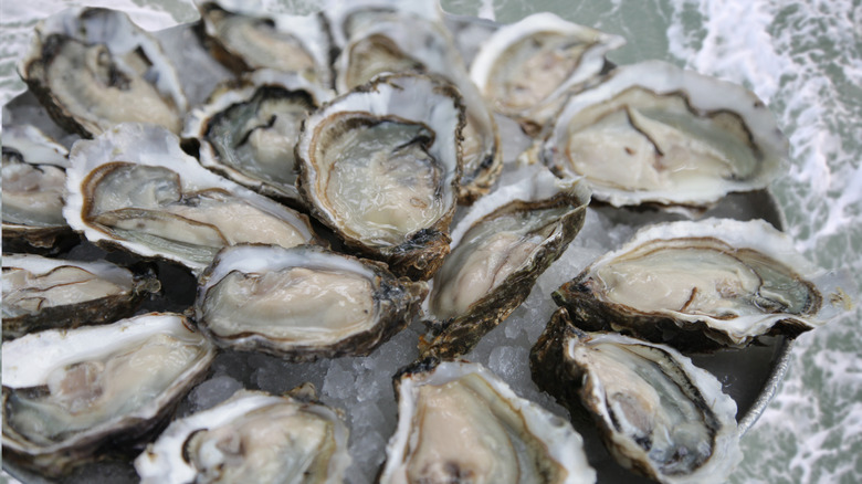 raw oysters on the half shell