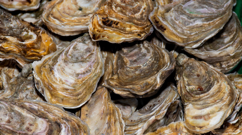 closeup of whole oysters