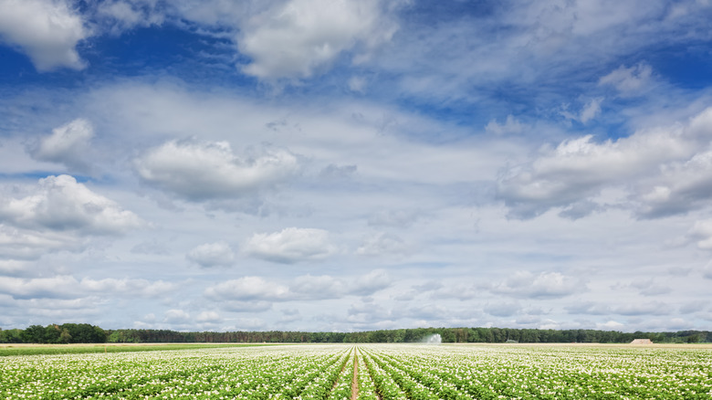 wide view of potato field and blue sky