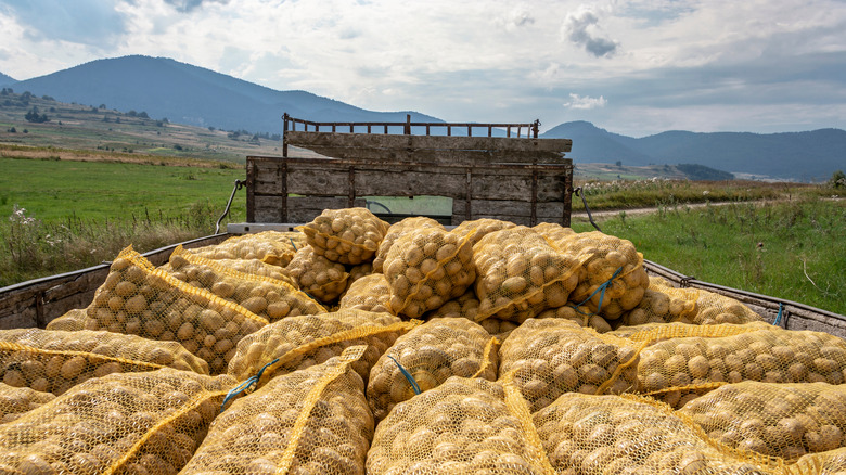 truckbed full of potatoes in front of mountain landscape