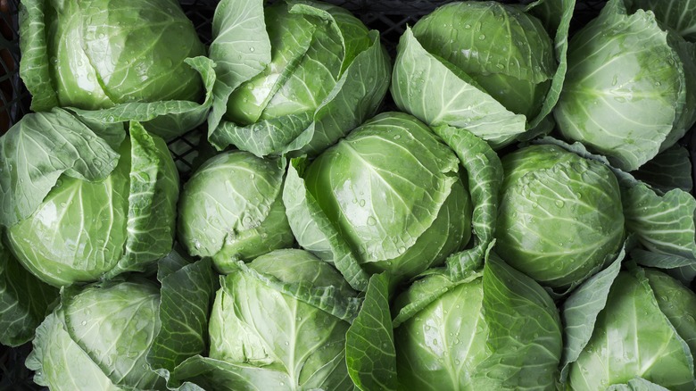 many fresh cabbages