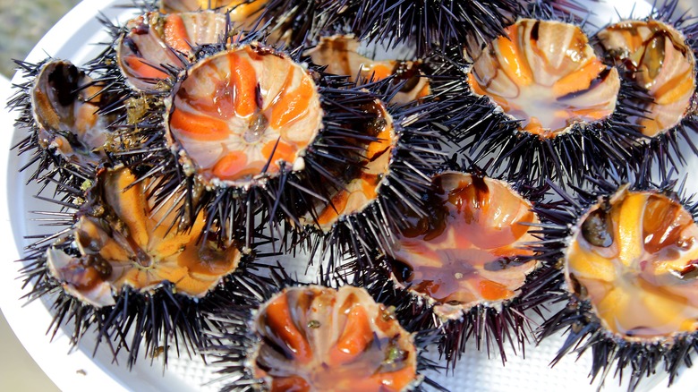 Oursins (sea urchins)