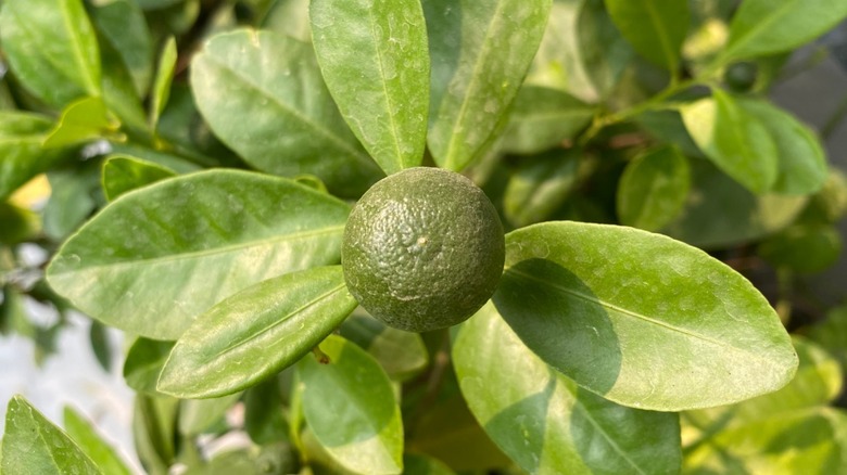 Desert lime plant