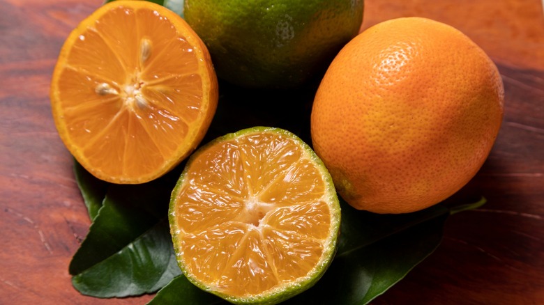 Rangpur limes on leaves