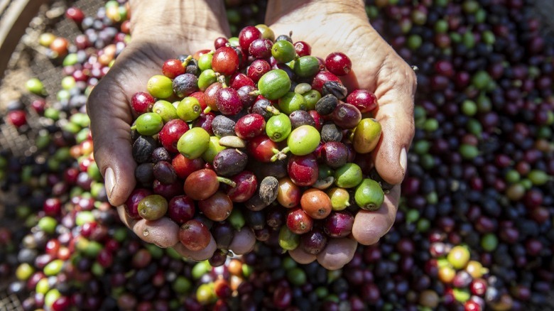 harvesting coffee cherries