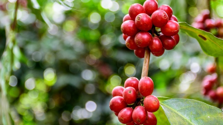 coffee plant in Antigua