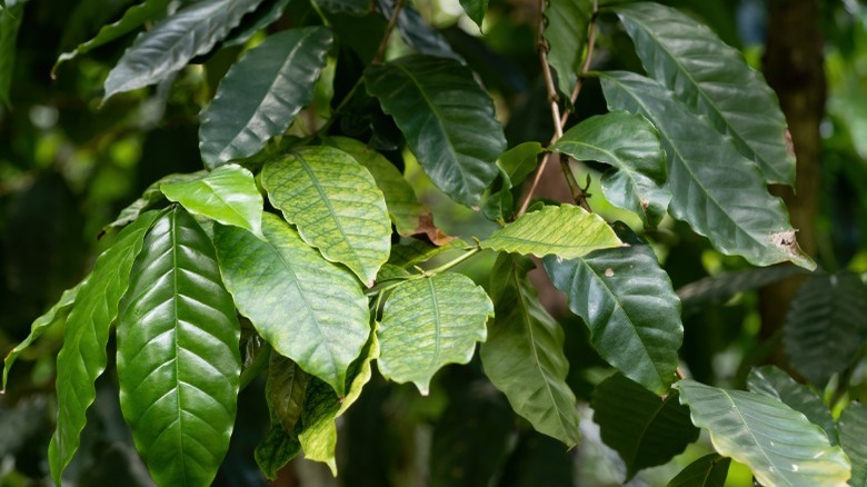 sierra leone coffee plant