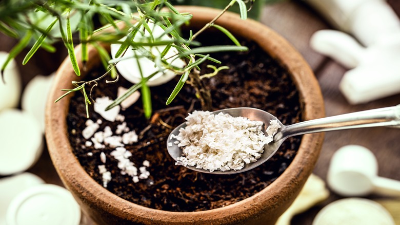 eggshells in pot