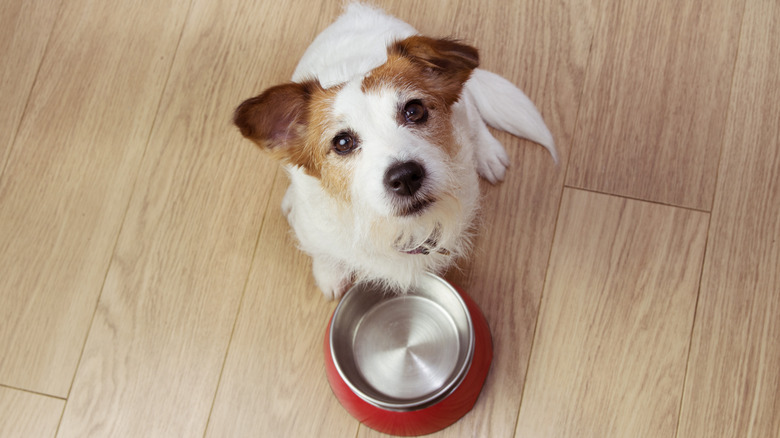 pet dog with empty bowl