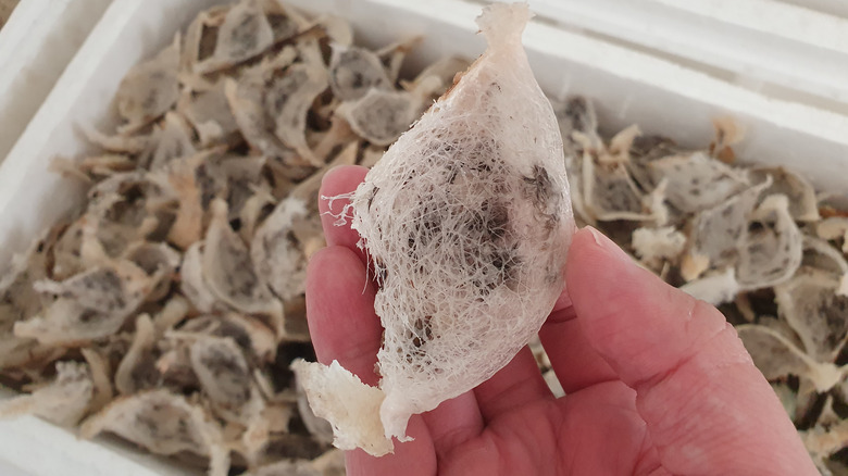 box of edible birds nests with one held close up