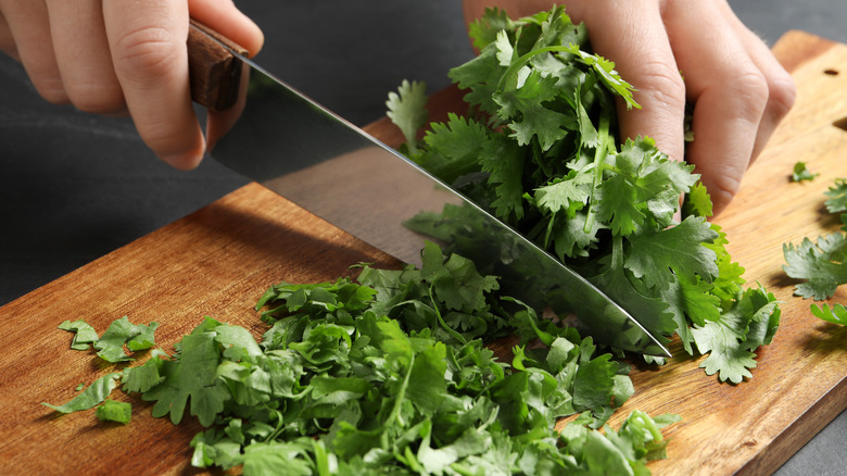 Hands chopping fresh cilantro