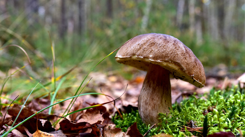 porcini mushroom growing