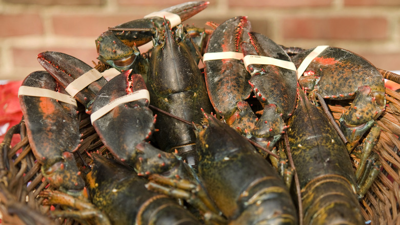 Pile of uncooked lobsters with rubberbands on claws