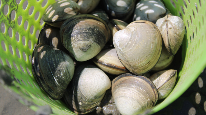 Green basket full of fresh clams