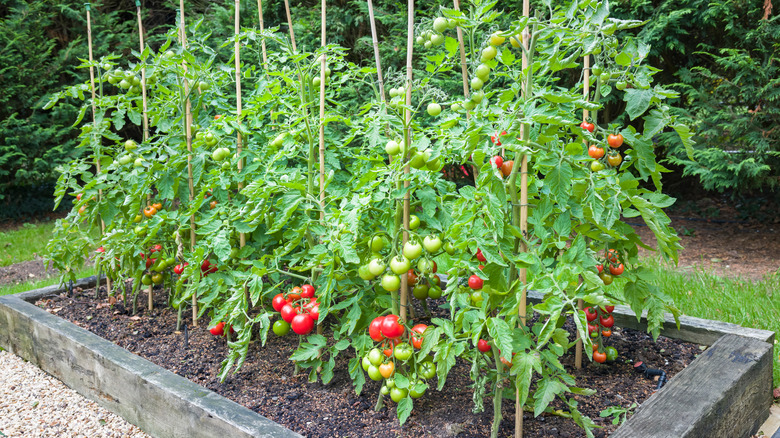tomato plants in a raised bed