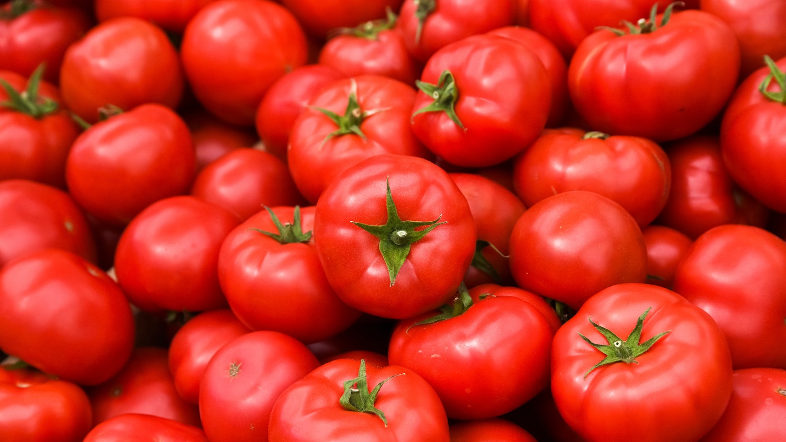 chilean amateurs kitchen tomatoes