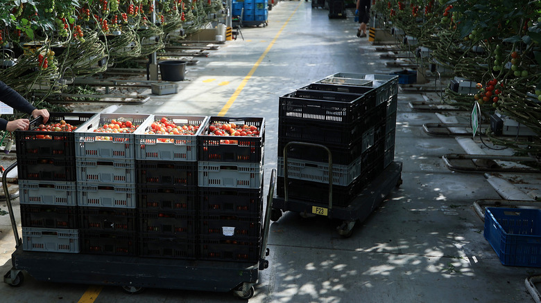 commercial tomato harvesting with crates