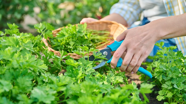 Person cutting fresh parsley
