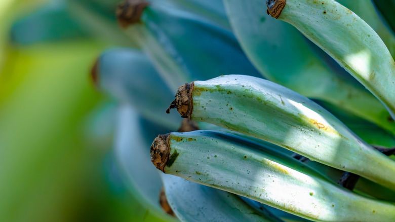 Bunch of fresh Blue Java bananas