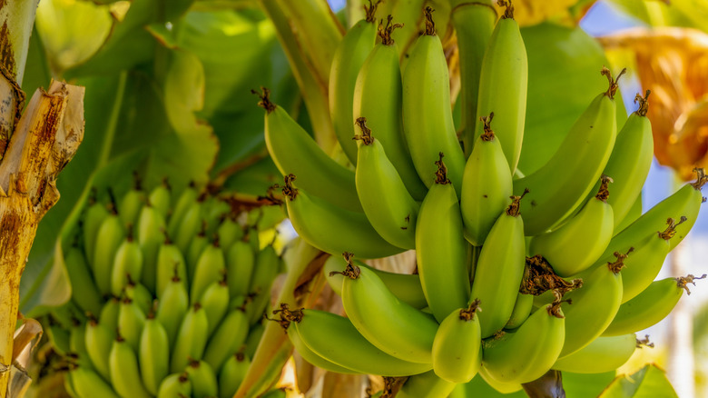 Cavendish bananas growing in clusters