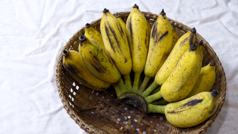 Bunch of Ducasse bananas in a rustic basket