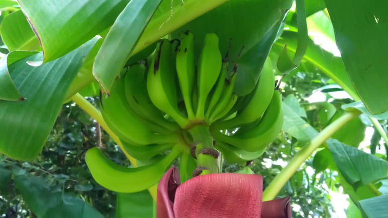 Green Goldfinger bananas growing on tree