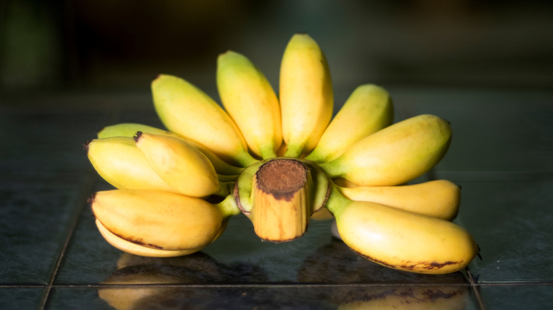 A hand of ripe Lady Finger bananas