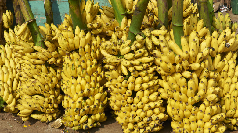 Large branches of Mysore bananas for sale in market