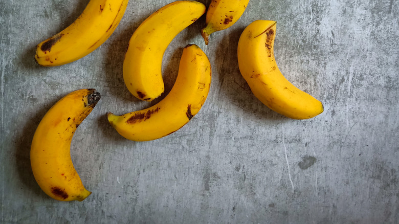 Pisang Berangan bananas spread out on grey surface