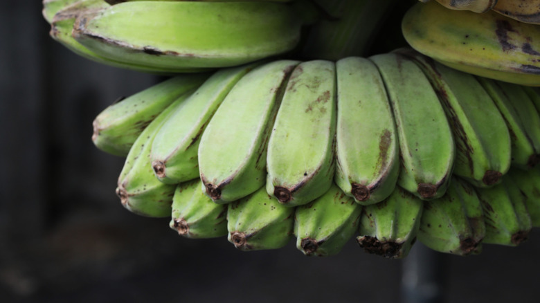 Side view of Praying hands bananas