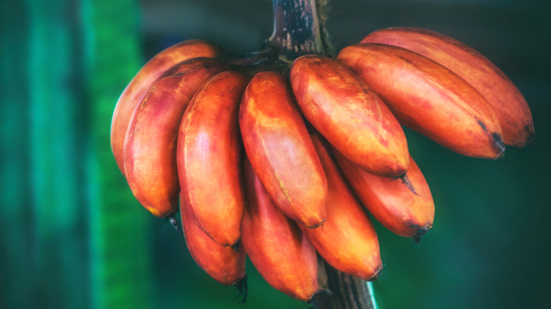 Hanging  bunch of red bananas