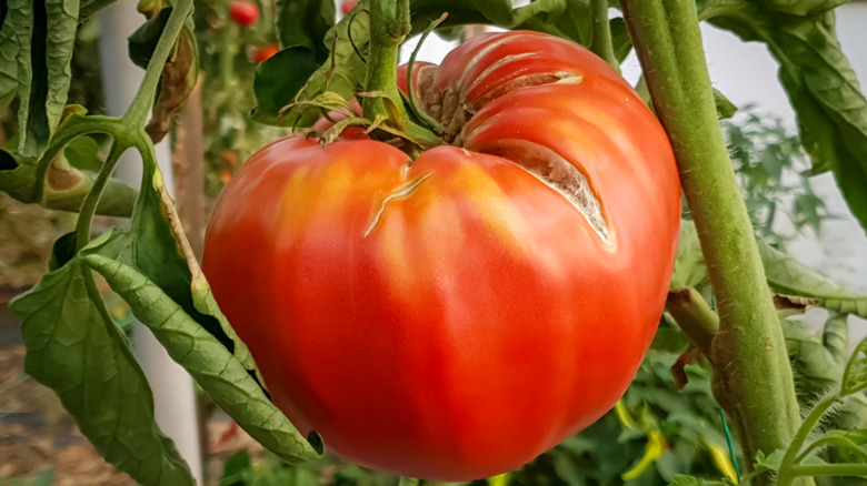 Brandywine tomato growing on vine