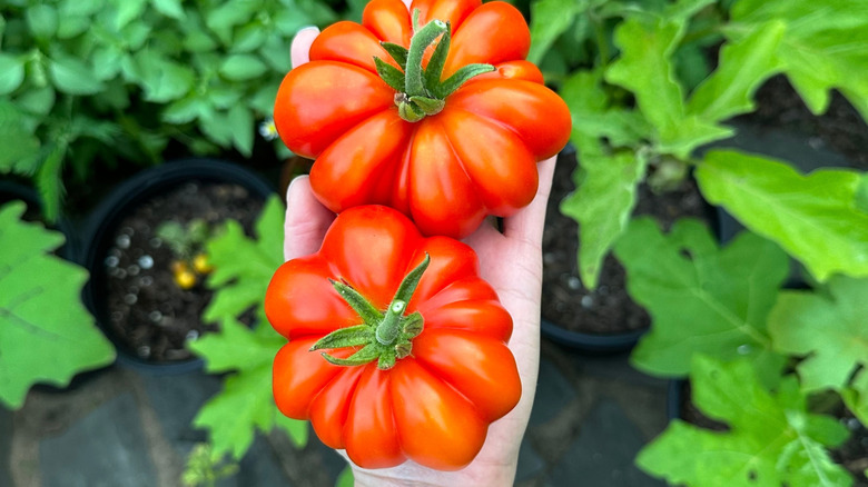 Hand holding two Costoluto Genovese tomatoes