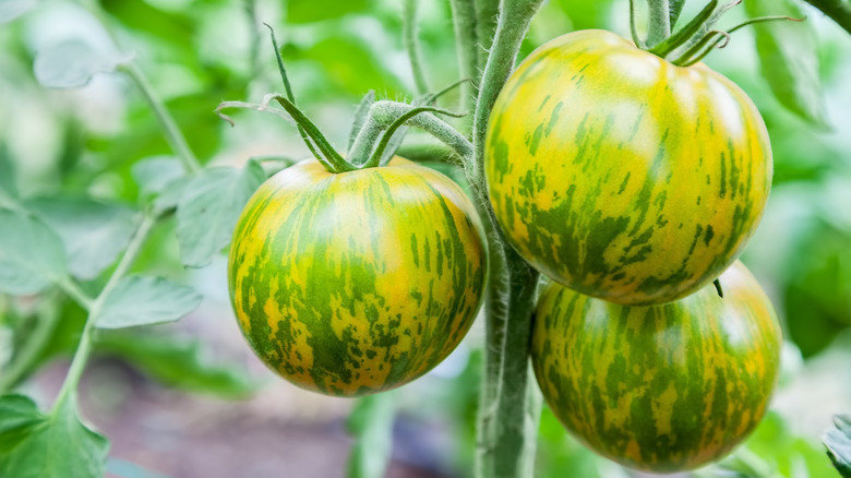 Green Zebra tomatoes growing on vine