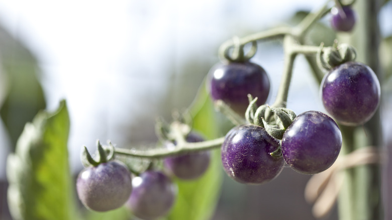 Small Purple tomatoes growing on a vine