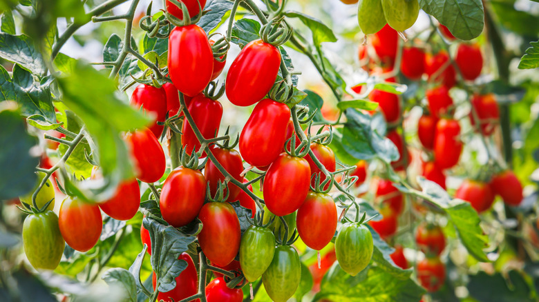 Roma tomatoes growing on vines