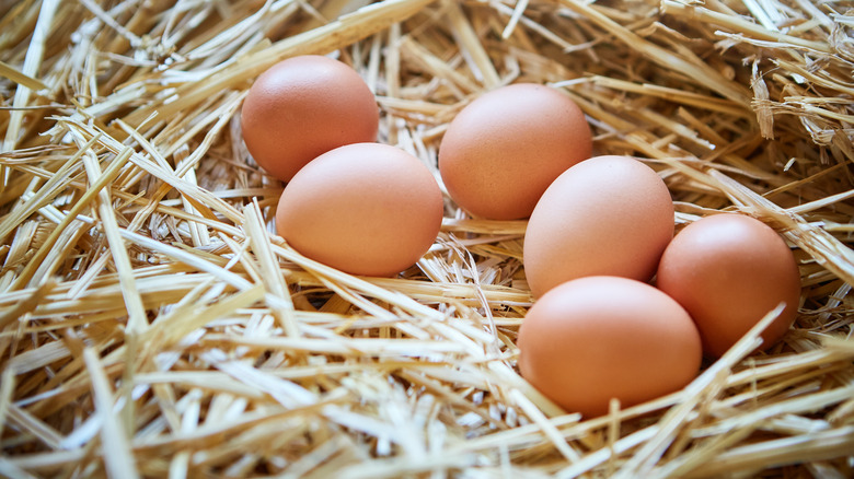 brown eggs on straw