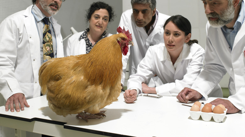 scientists observing chicken