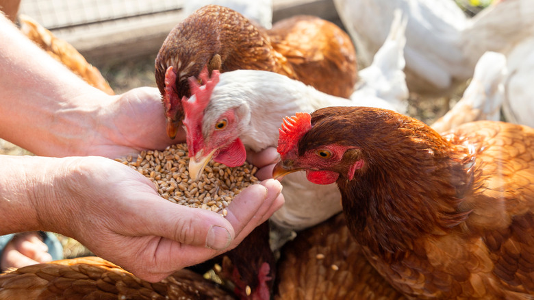 hens eating feed from hands