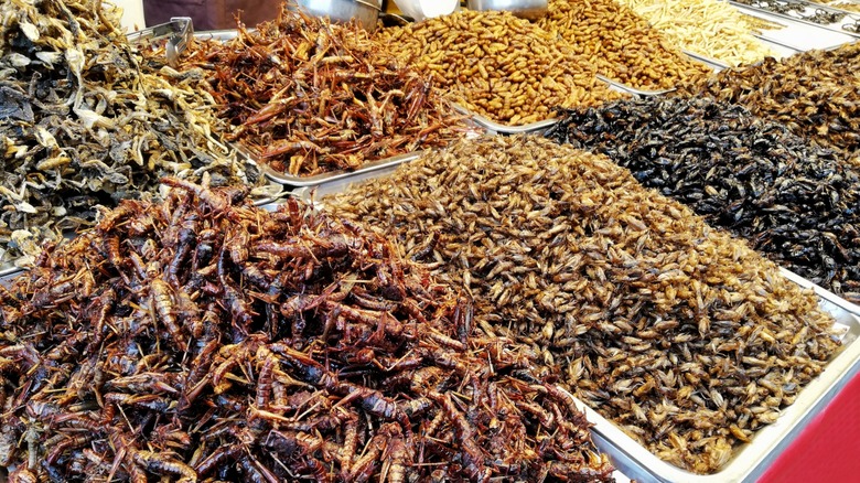 Display of edible fried bugs