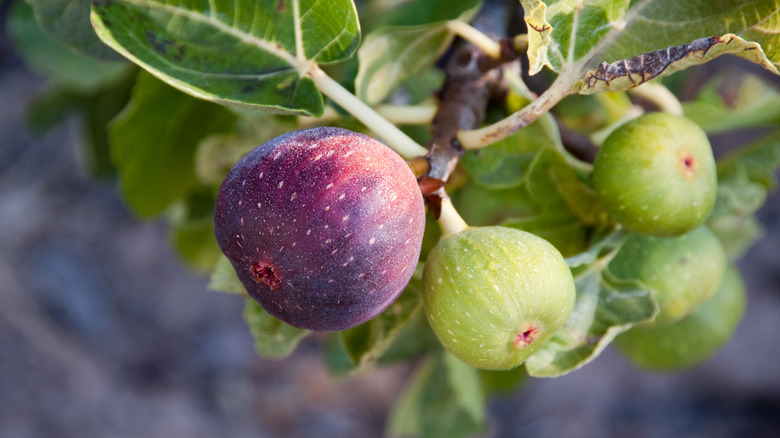 fresh figs on tree