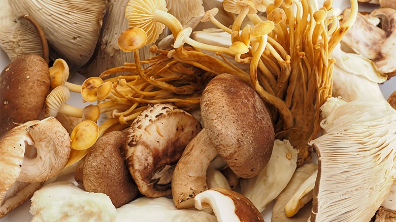 Various fresh raw mushrooms