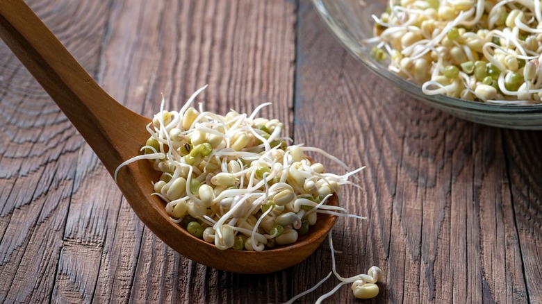 Spoonful of mung bean sprouts